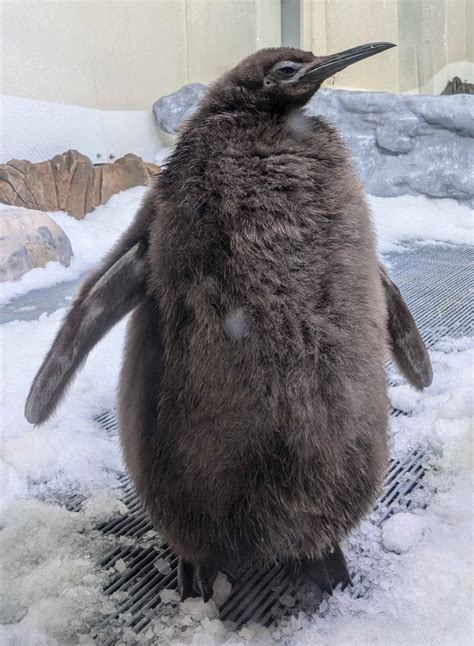 Pesto the Australian penguin started molting his 